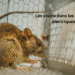 Impacte des souris dans les circuits électrique