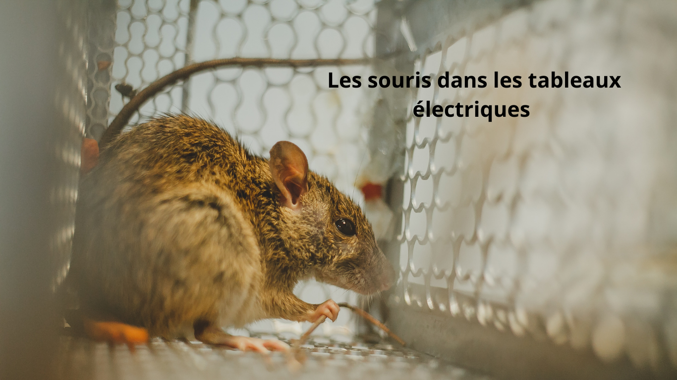 ​Souris et Dommages Électriques : Comment Protéger vos Circuits